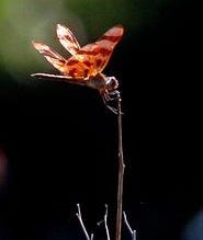 A dragonfly lands on a branch in Willingboro. On Saturday, the Burlington County Board of Freeholders will host a cleanup of litter and invasive plants at the 55-acre Amico Island Park off Norman Avenue in Delran beginning at 9 a.m.