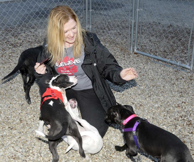 A handful of the once-missing pups happily frolics around Melissa Prescott, a shelter worker.