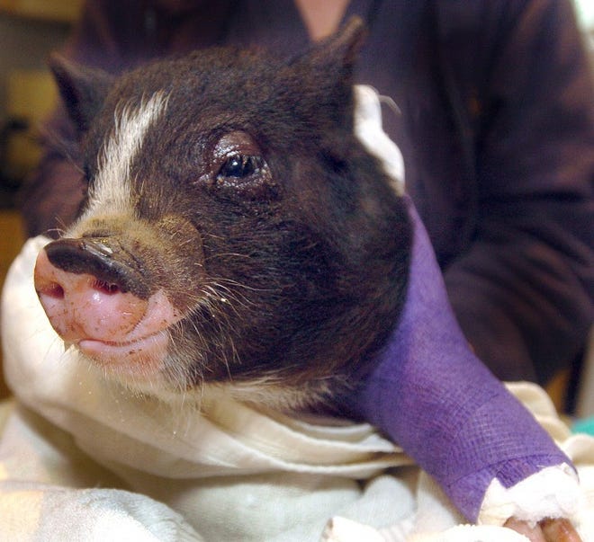 At Creek's Edge Animal Hospital in Hainesport, newly named, 'Charlotte', a female black pot bellied pig, approximately three months old, recuperates from having a splint placed on her leg foreleg after sustaining a fracture on the bottom of the humerus bone resulting from being hit by a car in Medford earlier Tuesday afternoon. BCT Photo N.Rokos