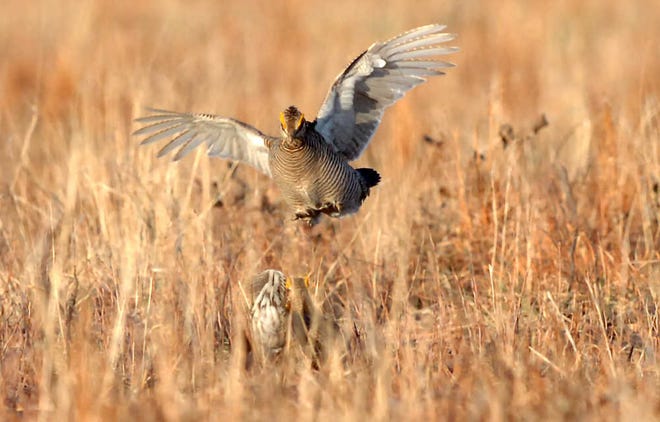 Two male prairie chickens fight in their Lek near Whiteface,TX. The bird, which is considered a vulnerable species, is in the middle of their mating season. (Zach Long)