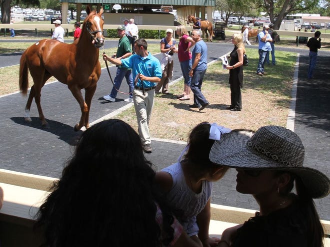 Spectators and prospective buyers watch thoroughbreds being led through an outside sales show ring before they were auctioned off during the Spring Sale of Two Year Olds in Training at the Ocala Breeders' Sales Company in Ocala, Fla., on Monday, April 18, 2011.