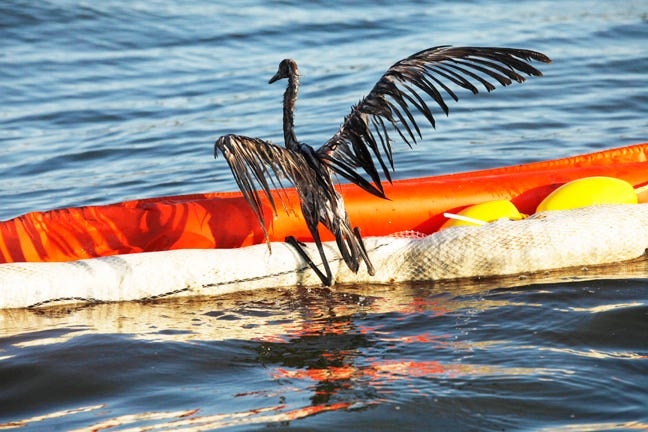 In this Saturday, June 26, 2010 file picture, an oil-drenched bird struggles to climb onto a boom from the waters of Barataria Bay, La., which were filled with oil from the BP Deepwater Horizon oil spill.