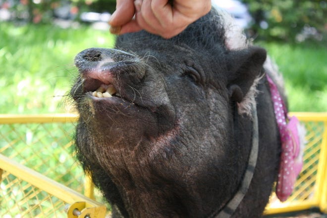 Reba the pig (Cate Mafera Adams/Savannah Morning News)