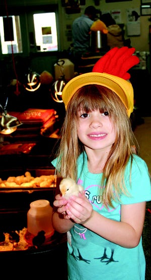 With Easter on its way, “Chick Days” came at the perfect time this past week at the Farmers Union Co-op Pet and Farm Supply on Walter Avenue. Now in her third year of helping out the staff with the chicks, Abby Ritondo, 5, of Mercersburg has become an expert “chick girl”. She has just the right hat as she places the chick in their take-home boxes for the customers. Manager Rich Walas said more than 700 chicks were sold last week, mostly in small quantites to families for a project or as a way to raise their own food. The store still has some Rhode Island Reds and Cornish on hand.