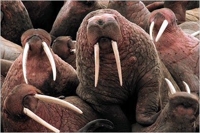 The Pacific walrus risks extinction, but making the endangered species list may take a long time.