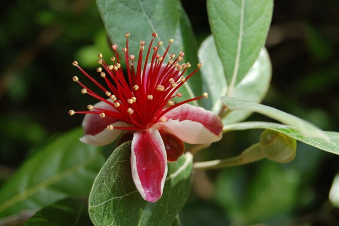 Feijoa flowers are both edible and attractive.