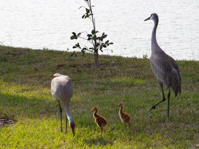 A new little family of Sandhill Cranes strolling along Blue Cove Lake in Dunnellon. Submitted by Penny Bridges.