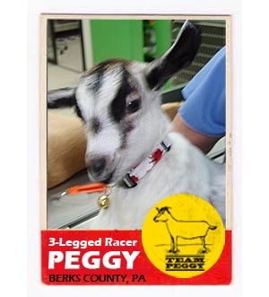 Peggy The 3-Legged Goat