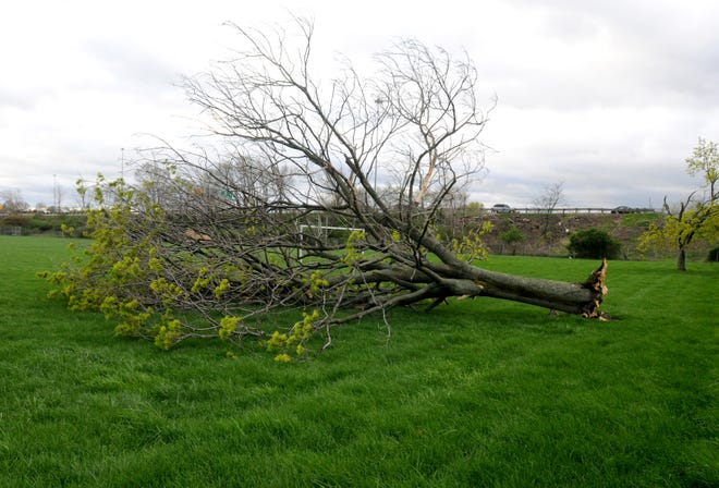 Thursday morning winds snapped off this large tree on the Mason School soccer field.
