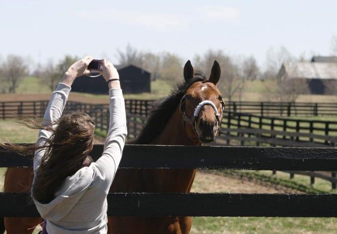 Jennifer Riggle of Huntington, Ind., snaps a photograph of Big Brown, a Kentucky Derby and Preakness winner, in a paddock at Three Chimneys Farm in Midway, Ky. Sleek thoroughbreds are the stars in Kentucky's bluegrass region, and there's no better time to visit than spring. (AP)