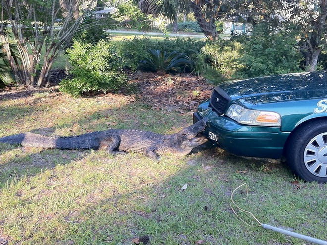 An alligator takes a bite out of Alachua County sheriff's Deputy Victor Borrero's squad car in the 3000 block of Southwest 70th Lane on Saturday. (Photo courtesy of Alachua County Sheriff's Office)