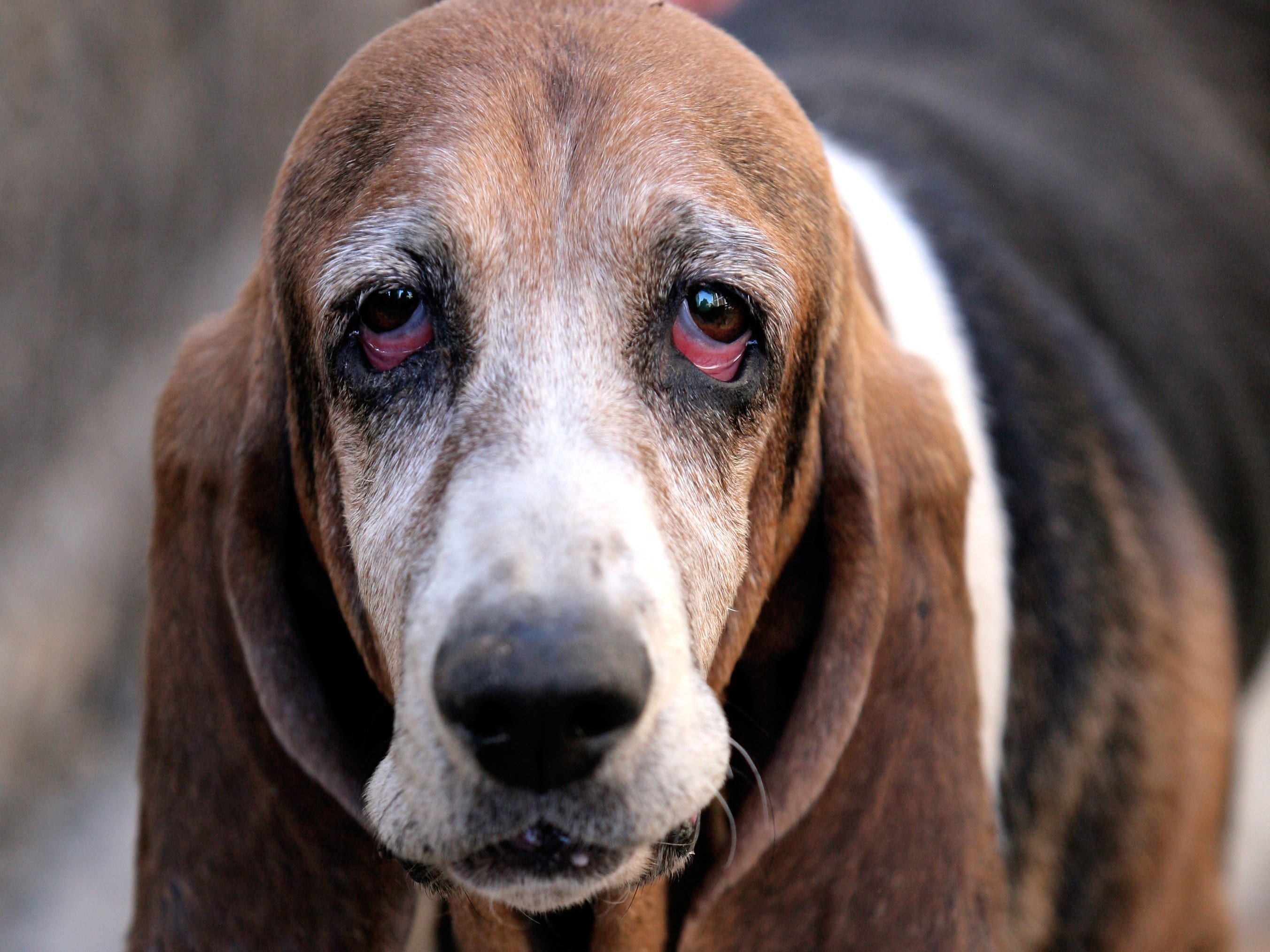 Do Dogs Need Heartworm In Winter