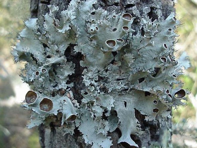 Lichen may look like moss, but it is actually an algae and a fungus living together. (Photo courtesy of Wendy Wilber)