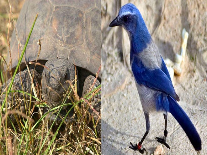Gopher tortoises and Florida scrub jays have been found in an area of Ocala Waterway Estates, where the county recently launched a $2.8 million effort to pave almost nine miles of roads.