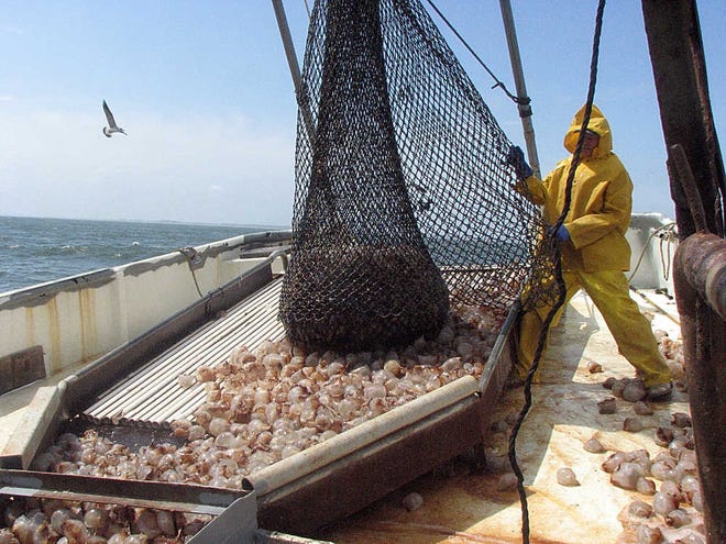 Howell Boone, 53, supplements his shrimping business with jellyballing.