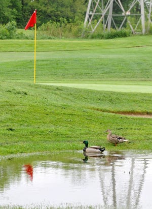A Mallard and his mate have taken ownership of a large pooling of rain water near the #1 green on the Dales course of Tam O' Shanter Public Golf Course.