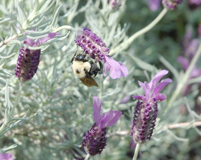 Don Sanginario captured this bee going about its job of pollination on a flowering lavender plant in his yard in Sun City. Send your busy-bee photos to beautyspot@blufftontoday.com