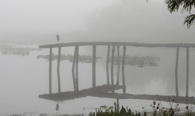 A bird stands one-legged on a pier at Heagy-Burry Park on Orange Lake in Orange Lake, Fla., on the morning of Friday, May 20, 2011.