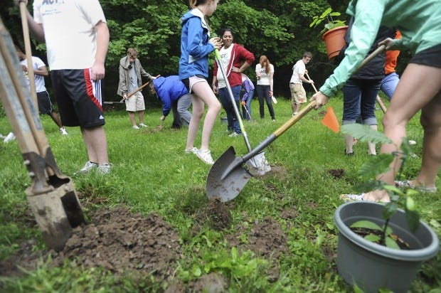 Sewickley Academy ninth grader Catherine Weis from Sewickley planted American Chestnut seedlings behind the tennis courts at Nichols Field as part of an effort to bring back the American Chestnut tree to Pennsylvania.