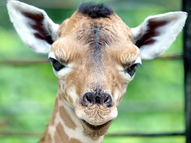 A newborn baby giraffe looks out at visitors at Silver Springs attraction in Ocala.