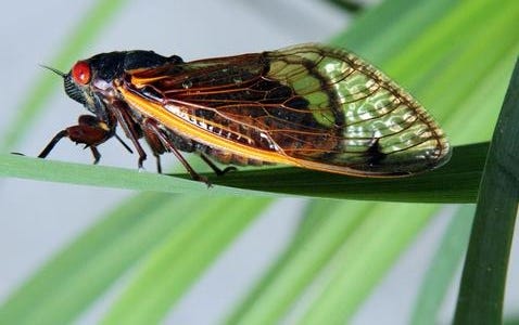 A 13-year cicada clings to a plant in Chapel Hill, N.C., Wednesday, May 11, 2011. Portions of the southern states are currently experiencing the emergence of the periodic cicadas, which tunnel their way to the surface to shed their skin and mate after 13 years underground.