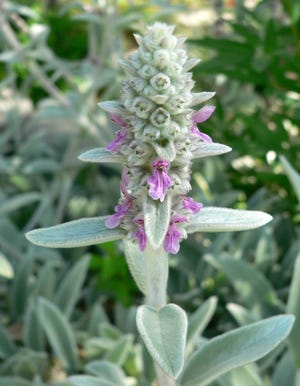 Lamb’s ears (Stachys) are well suited to average, well-drained soils and sunny exposures featuring at least six hours of direct sunlight during the height of the growing season.
