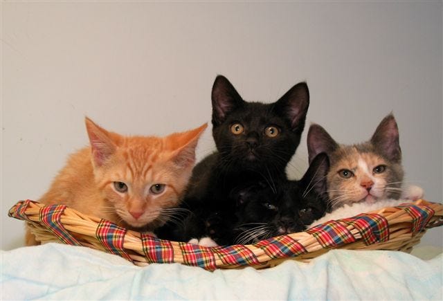 These kittens are available at Milford Humane Society.