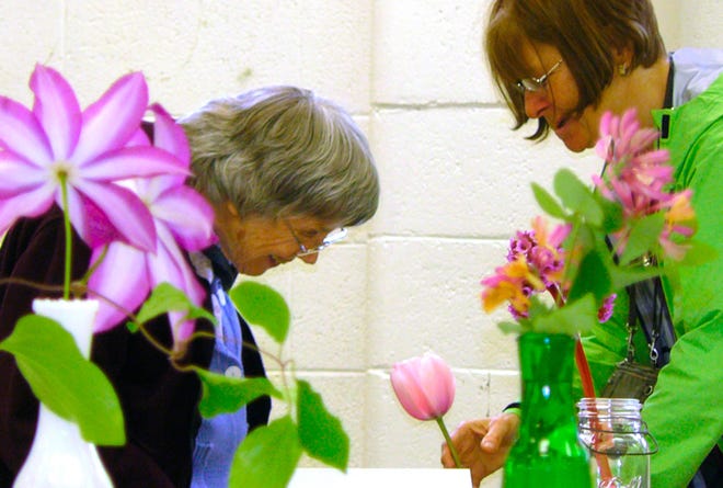 Mount Shasta resident Connie Marmet, right, steadies Jacqueline Parker's first place prize tulip so that her friend Alice Mortensen can see the intricate patterns inside. The Dunsmuir Garden Club's annual Dogwood Daze flower show drew a lighter crowd than usual this rainy Saturday, but the specimens displayed were as dazzling as ever. Best of Show went to Parker for her pink tulip. The People's Choice Award in the Flower Show went to Gaye Collins for her arrangement of clematis and candy tufts, and the People's Choice Award in the Art Show went to Diana Harryman for “Dogwood in Black and White.”