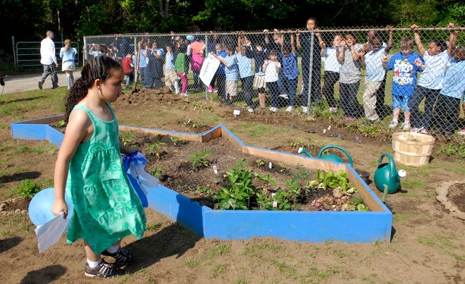 Stanton Elementary School student Nevaeh Ortiz, 9, walks through the small garden with next to the shark shape garden Wednesday, May 25, 2011 in Norwich.
