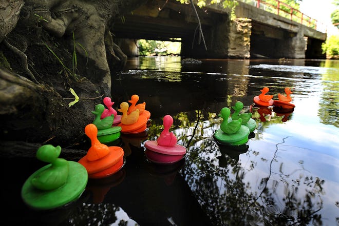 Tiny plastic ducks bob in the Assabet River during the 25th Annual Hudson Community Festival's Lucky Duck Race Saturday. 2, 800 ducks floated a few hundred yards down the Assabet River to raise money the Hudson Rotary Club's scholarship fund.
