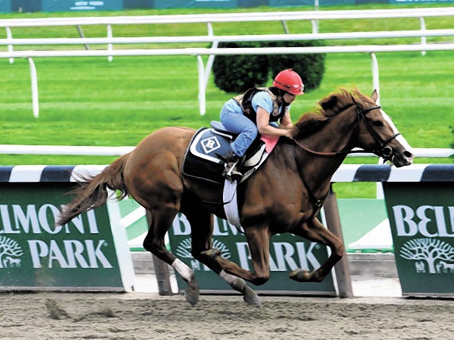 In this photo provided by the New York Racing Association, Preakness winner Shackleford works out at Belmont Park in New York, Saturday, June 4, 2011. Sahckelford's trainer announced on Saturday that he will compete in the Belmont Stakes in New York on Saturday, June 11, 2011.