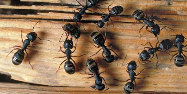 "One of the most destructive insects you can have in your home are carpenter ants," said Richard Colwell, owner of Colwell Termite and Pest Control in Stroudsburg.