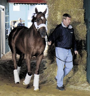 Kentucky Derby Winner Animal Kingdom walks in the Stakes Barn led by Dan Rock after arriving at Pimlico Race Course, Saturday, May 21, 2011, in Baltimore. Animal Kingdom is set to run in the Preakness Stakes race today.