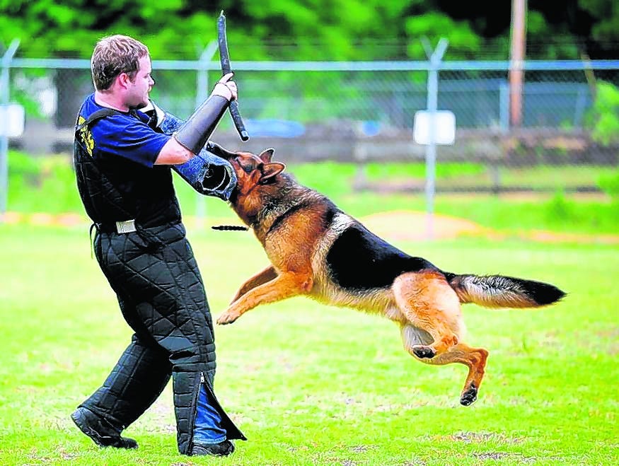 Can 3 Year Old Dogs Be Trained