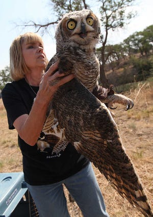Gail Barnes releases a great horned owl back into the wild near the Lubbock Lake Landmark. Barnes has worked full time as a volunteer since 2003 at the South Plains Wildlife Rehabilitation Center. (Zach Long)