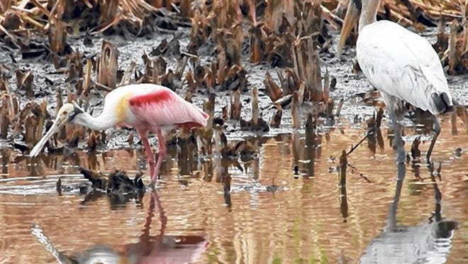 Roseate spoonbills frequent the waters off of the Rookery Loop Trail at the Palm Beach County SWA’s Greenway Trail System.