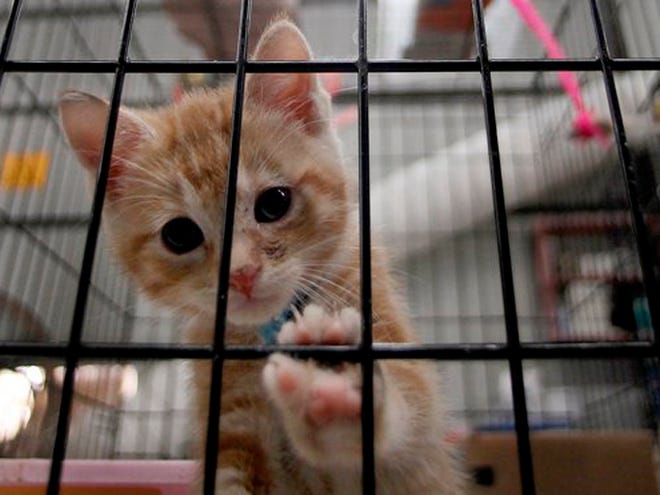In this photo taken Tuesday, a kitten looks out of its cage at a shelter in Joplin, Mo. More than three weeks after an EF5 tornado ripped through Joplin, nearly 900 dogs and cats remain sheltered at the Humane Society, most of them unlikely to ever be reunited with their owners.