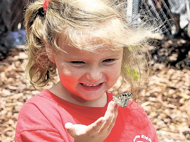 Polk Avenue Elementary kindergarten student Layna Herndon releases the first butterfly.