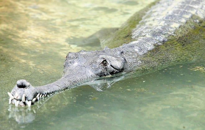 The St. Augustine Alligator Farm has three Indian Gharials, this male named Raj and two females.