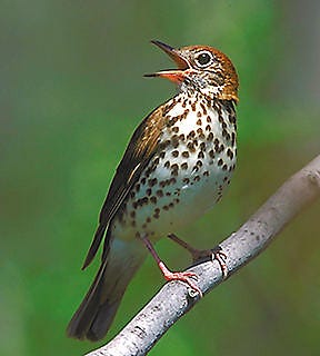 Many consider the wood thrush, above, to have the most beautiful song among Missouri birds. It’s one of three nesting thrushes in the area, with the American robin and eastern bluebird.
