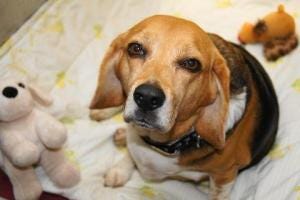 Walter, a 6-year-old beagle, was brought to the shelter as a stray. This boy loves to eat and is a little bit on the chunky side. 
If you are interested in adopting Walter, call the Scituate Animal Shelter at 781-544-4533.