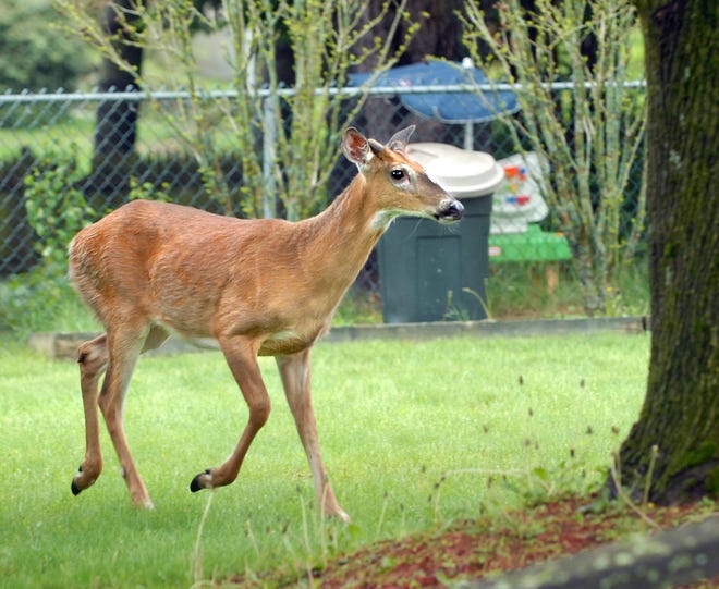 A deer trots through a yard on Oak Street in Natick.