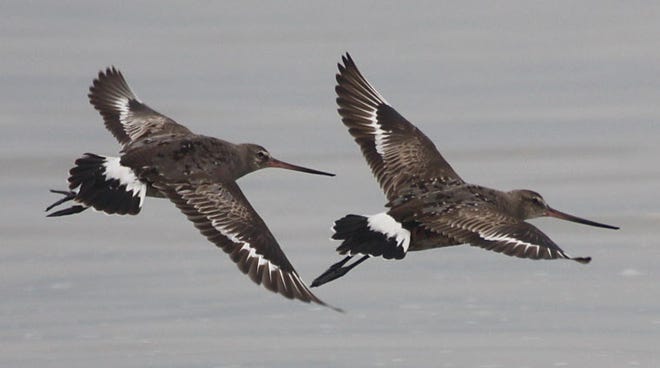 Hudsonian godwits favor the beaches of Chatham and the Monomoy Islands during their southbound migration in July and August. These godwits were photographed in Chatham last year.
