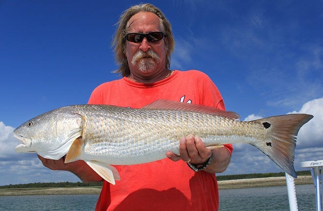 Steve Schmidt caught this 31-inch redfish in Pelicer Creek south of St. Augustine.
