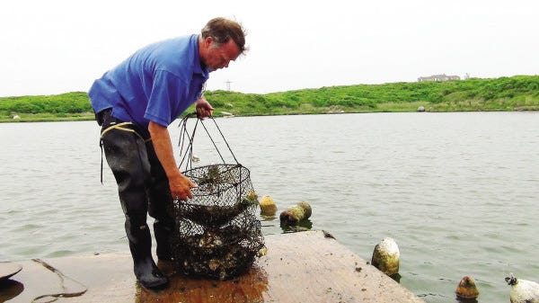 Photos by Don Cuddy/The Standard-Times
Seth Garfield has been harvesting oysters from a tidal pond on the west end of Cuttyhunk for 30 years.