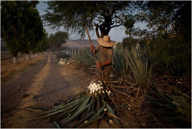 JOBS AT HOME   In the state of Jalisco and nearby, jobs for farmers cutting agave and other kinds of work began to increase wages in Mexico in the 1990s, making illegal immigration less attractive.