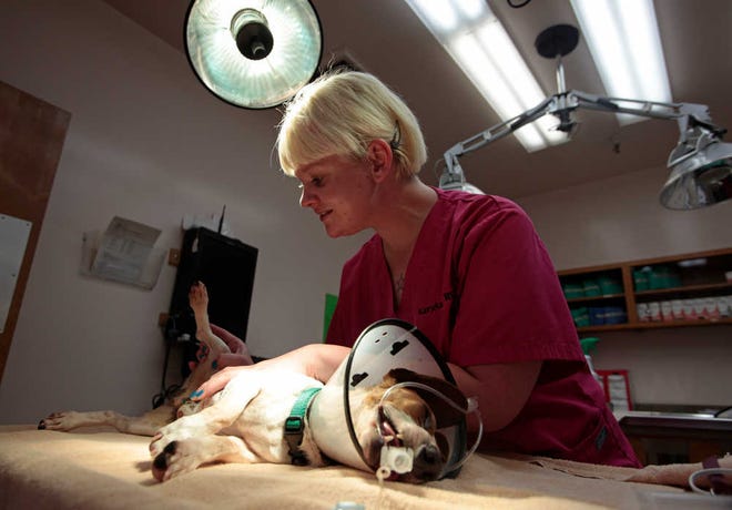 Registered veterinary technician KaryAnn Selman checks the sutures on a dog after it was neutered at the Marin Humane Society in Novato, Calif.
