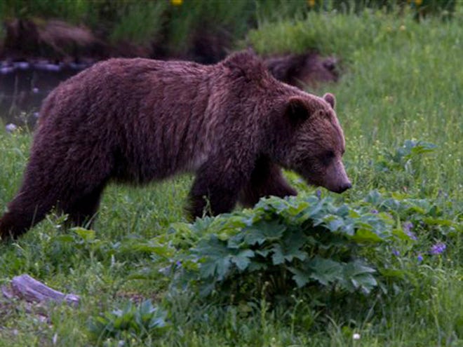 A grizzly bear roams near Beaver Lake in Yellowstone National Park, Wyoming, Wednesday July 6, 2011. A grizzly bear killed a man who was hiking with his wife in Yellowstone National Park's backcountry after the couple apparently surprised the female bear and its cubs on Wednesday, park officials said. It was the park's first fatal grizzly mauling since 1986, but the third in the Yellowstone region in just over a year. (AP Photo/Jim Urquhart)
