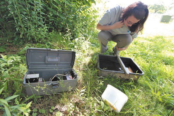 Priscilla Matton checks on a gravid trap for female mosquitos who have laid eggs in the water below.