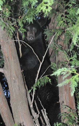 A black bear hides in a tree on Lamb Street after being pursued by police in Attleboro on June 19. Authorities believe he is the same bear that has shown up in several southeastern Massachusetts towns over the last several weeks.